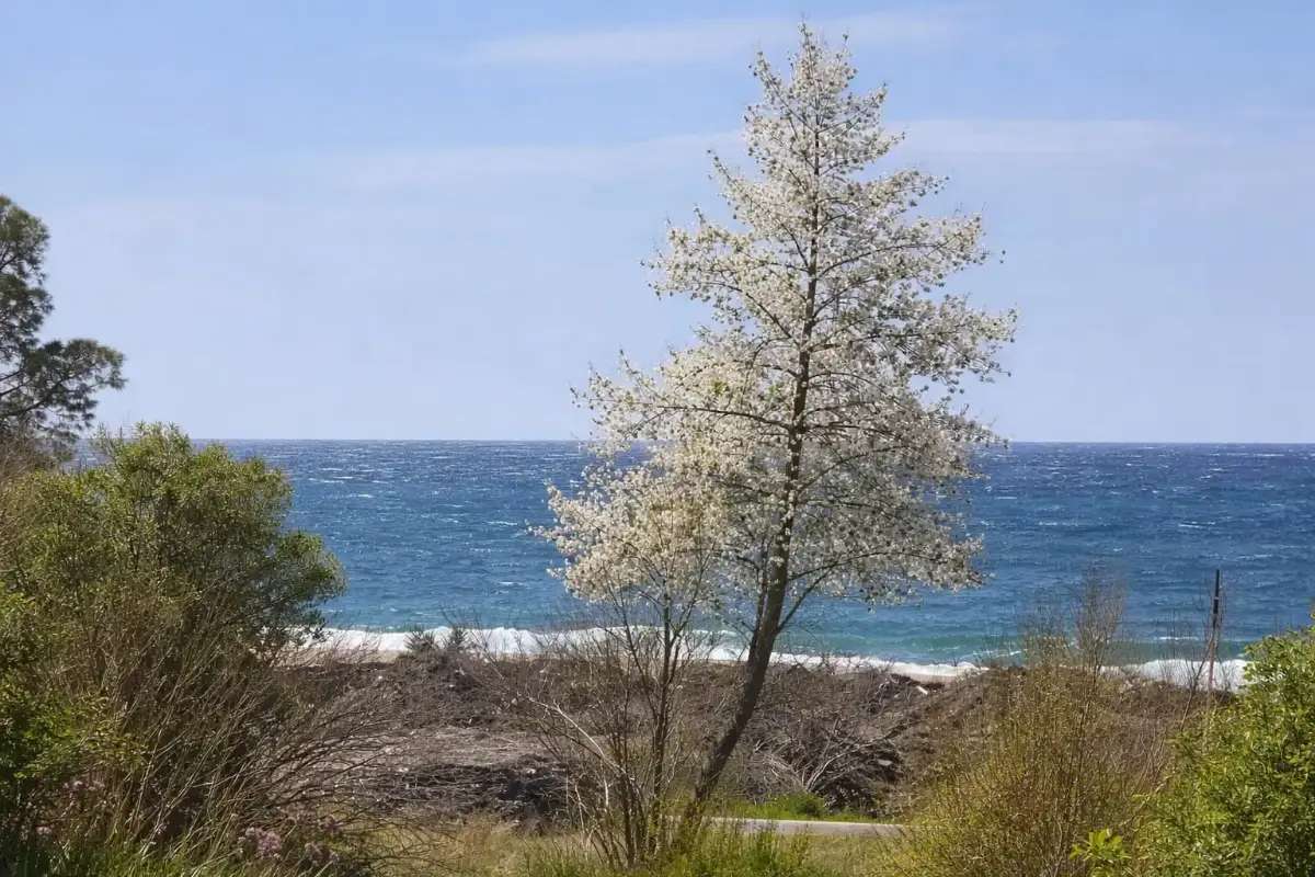 Sai Luxury SeaView, toroni